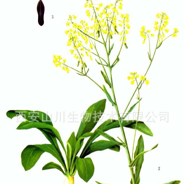 靛玉红  94%  Indirubin  HPLC检测    厂家现货当天可发货