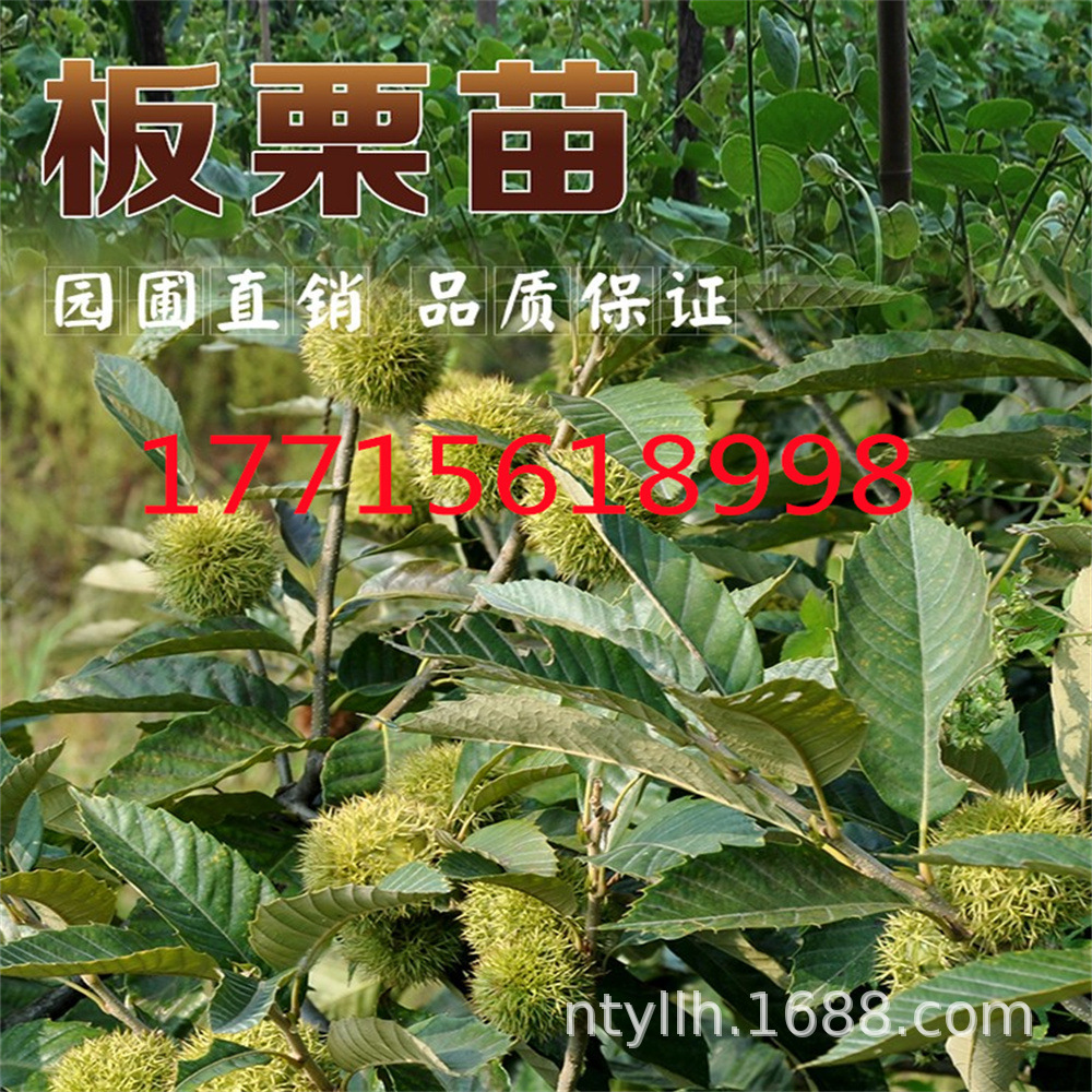 蜂蜜球板粟树苗嫁接板栗风粟毛粟子树苗粉栗果树苗南北种植干果苗-阿里巴巴