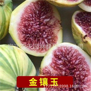 ������S�a�S������̖�o��������o����֦����Y����Ƥ�������໨