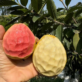 番薯类;柑桔;苹果