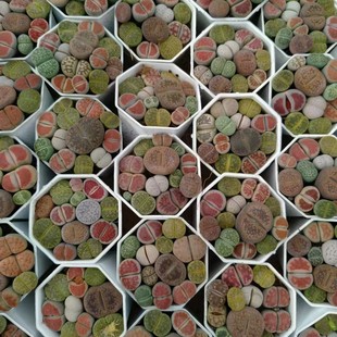 Raw Stone Flower Color Spelling, Real Shot, Succulent Plant Base Direct Sales, Large Quantity, Favorable Price, Easy to Grow with Potted Plants