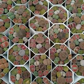 生石花彩拼 实拍 多肉植物基地直销量大从优带盆栽好发