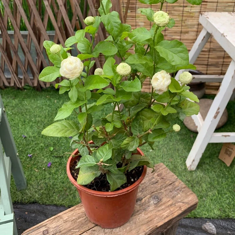 Аутентичное горшечное растение с головой тигра и жасмином с двойными большими цветами, одним стеблем, круглыми листьями, цветком старого сучка, зеленым растением, подходящим для выращивания ленивых людей.