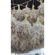 ԭɫ˲ݸɻQuDIYɻ޹ϞT򹤏Sl