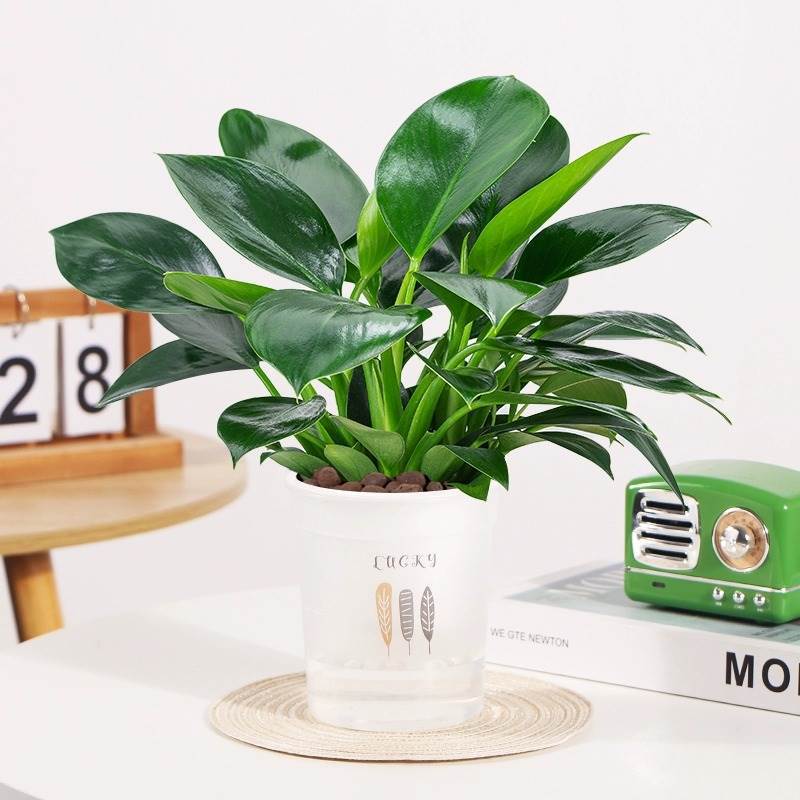 3개의 골드 다이아몬드 25-30cm 깃털 흡수성 세면대 + 영양 용액