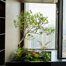 �߶˾�Ʒ�����R��ľ�҃ș����Ƶ���Ø����·���Gֲ�쾰�M���b�