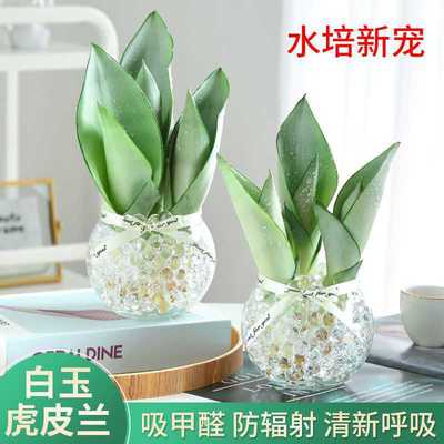 !白玉兰水培植物盆栽虎皮兰室内绿植花卉客厅办公室除花