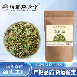 药都瑞景堂 车前草手工精选泡茶泡水喝 批发代发60g/袋安徽亳州