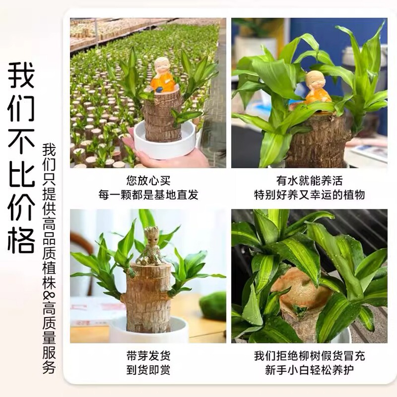 国境を越えた卸売ブラジル木水耕栽培植物幸運の木の切り株と芽と花のデスクトップ小さな鉢植えグルート|undefined