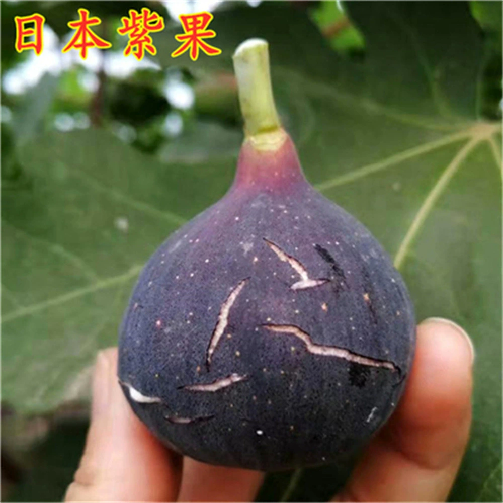 Морозостойкие саженцы Харди инжира Морозостойкие саженцы фиолетовой фруктозы Сердце инжира в горшках на севере и юге