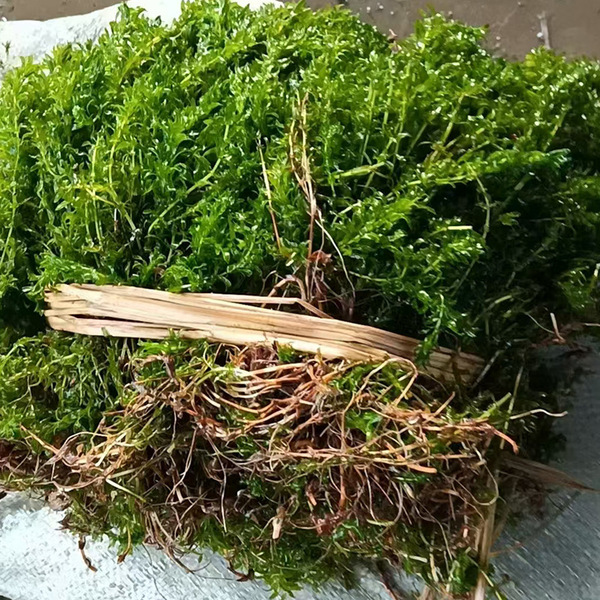 Hydrilla