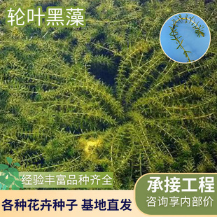 Base Wholesale of Duckweed Black Algae Undertakes Various Aquatic Plants Duckweed Black Algae Purification Water Quality Duckweed