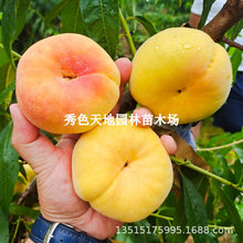 油蟠果苗嫁接桃树苗水蜜桃特大早熟蟠桃苗当年结果南北方种植树苗
