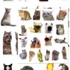 Cat Meme