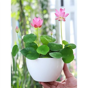 ˮ��ֲ����ɏ�����҃Ȼ����B�ļ��ɲ��N����ˮ�B�ɻ����Կ͏d˯ɏ