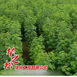 灌木;乔木;一二年生花卉