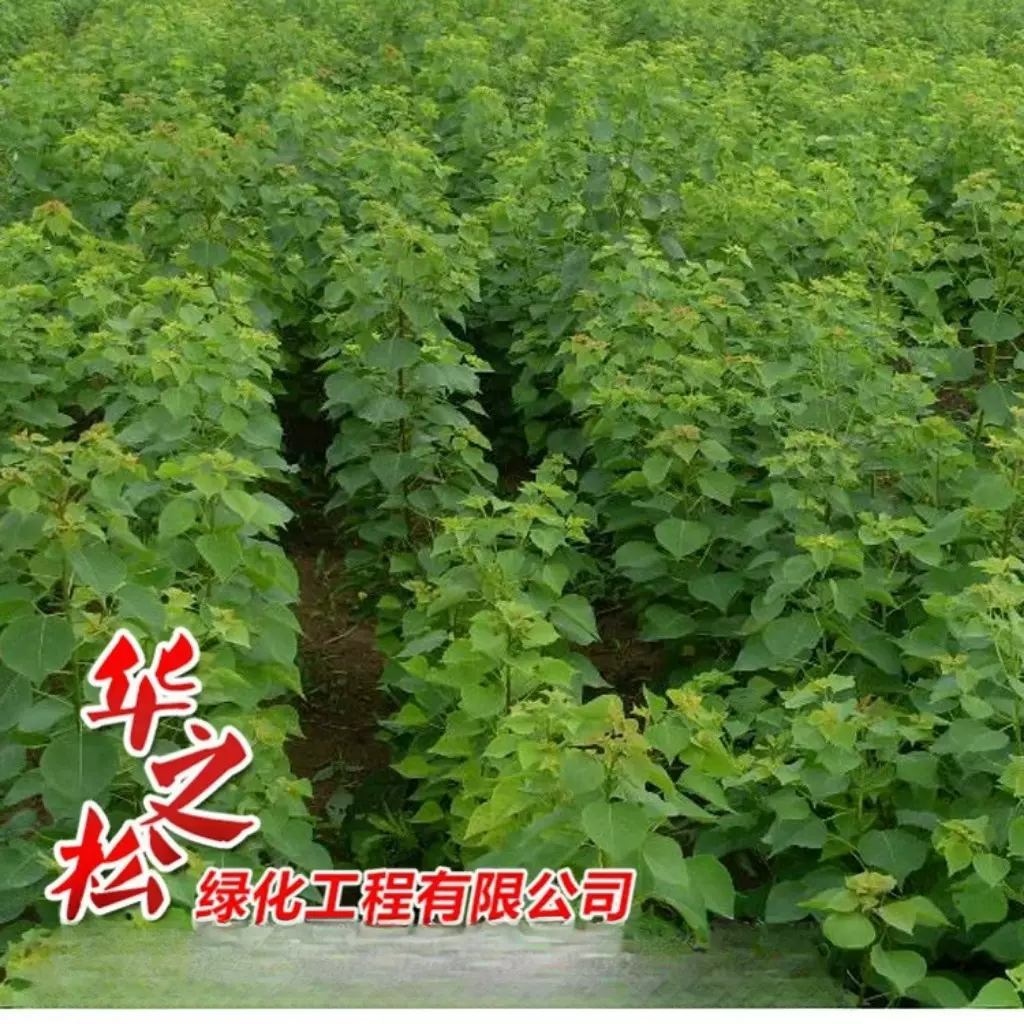 乌桕树苗批发   园林工程绿化苗木乔木景观行道树庭荫树观叶植物