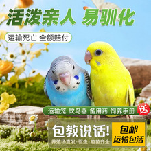 鹦鹉活鸟包活云斑鹦鹉中小型会说话手养虎皮鹦鹉活物家养宠物小鸟