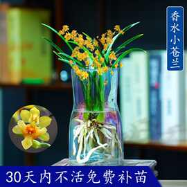 新款有香水味小苍兰花苗杂交兰四季兰迷你室内客厅水培好养绿植带