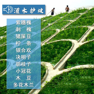 �o�¹�ľ�N�����뻱�̻��y�Ϛg�໨ľ�m��֦���iʺ��ľ����ݼ����