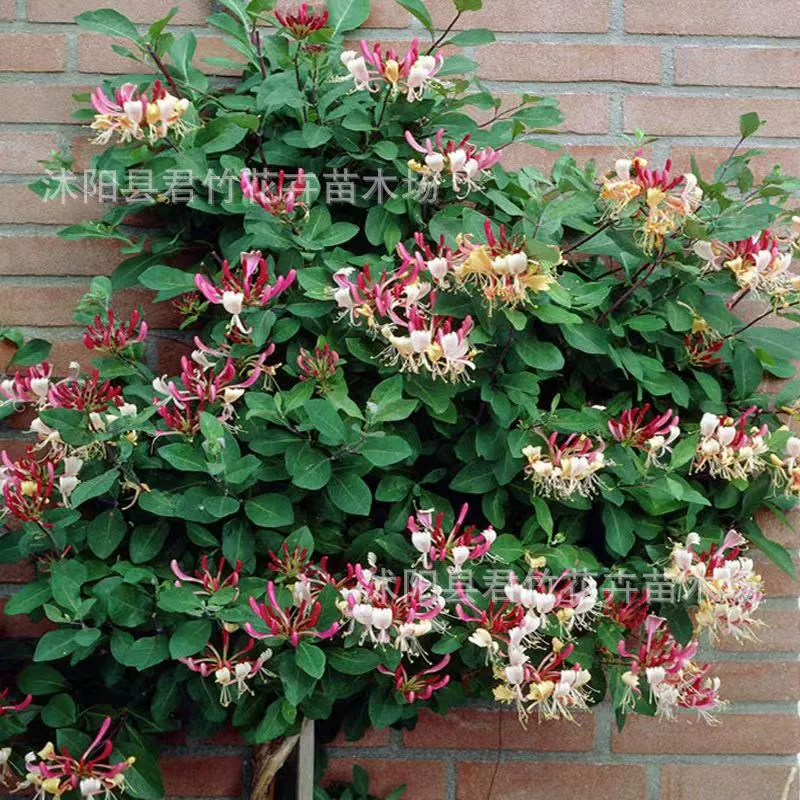 База оптом саженцы жимолости сафлор желтый в горшках четыре сезона жимолость большая выгодно