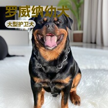 批发纯种大型德系罗威纳防暴犬护卫犬宠物狗狗活体军警犬工作犬