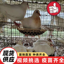 养殖基地出售种鸽肉鸽 白羽王鸽子一只多少钱 鸽子市场批发价格