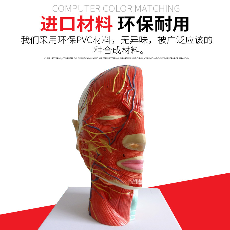 ҽѧ ͷ������ʸ״���渽Ѫ����ģ�� �沿ģ�� ͷ������ģ��