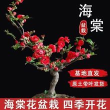 ļ_辰̨҃ԺB׻WtSl羳