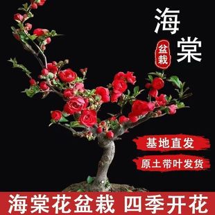 �ļ��_�������辰�̨�����҃������Ժ��B�׻�W�t�S�����l�羳