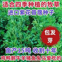 多年生紫花苜蓿种子四季高产耐寒耐旱高产牧草牛羊马鸡鸭鹅兔草籽