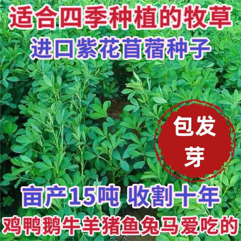 多年生紫花苜蓿种子四季高产耐寒耐旱高产牧草牛羊马鸡鸭鹅兔草籽