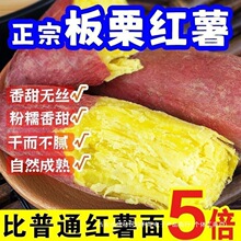 【不粉包赔】正宗临潼黄心板栗红薯批发当季新鲜蜜薯地瓜番薯芋头
