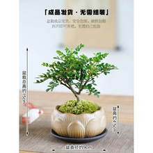 胡椒木赤楠盆栽迷你室内创意桌面小盆景办公室绿植好养清香木驱蚊