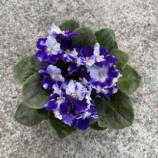 �ذ���������_�m���Ԏ����k���҃Ⱥ��B�ļ��_��ϲꎻ���ֲ������