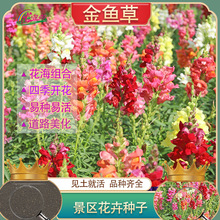 ޸ݱܽ~ݻN~ѲݻNӾ^GN