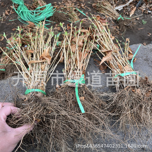 С��������t�����\�������ļ��\���G�h���Ա��\�����t�����\����