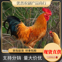 优普【散养老公鸡】正宗农村老公鸡现杀新鲜鸡肉土鸡柴鸡走地鸡