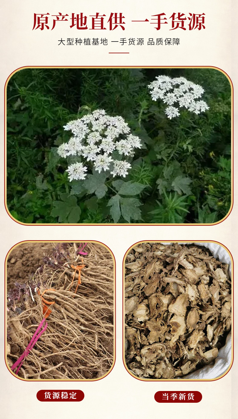 Dried Du Huo Slices 500g Angelica pubescens Root Traditional Herbal Decoction Pieces overview