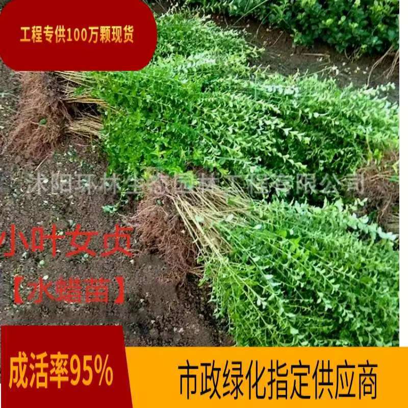 园林绿化工程专供小叶女贞苗耐寒观叶植物色块造型灌木苗圃直销