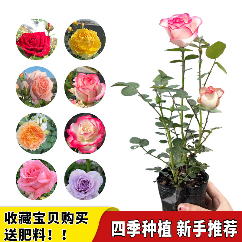 Rose Flower Seedlings Bloom in All Seasons with Buds, Extra Large Flower Climbing Vines, Indoor and Outdoor Balcony Potted Roses