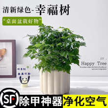 �Ҹ���ƽ����GֲС���Ի����҃�ֲ������՚�͏d�k�����ļ�����