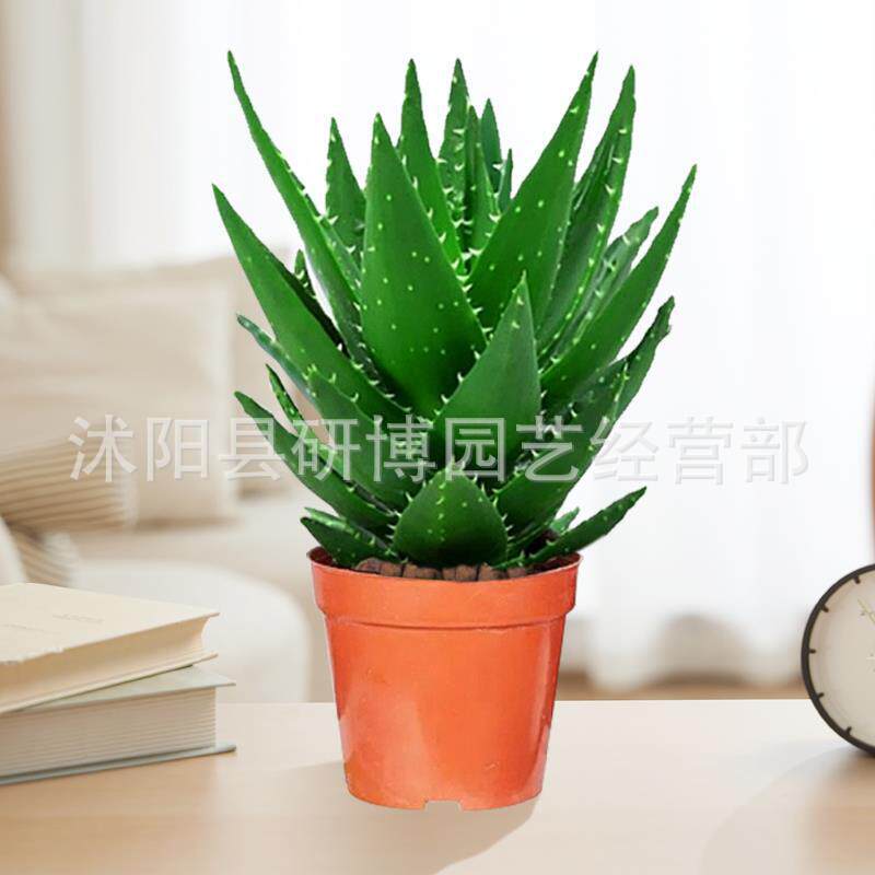 Curacao Aloe Vera sala de macetas belleza irrigación piel verde escritorio de oficina carne ciudad que nunca duerme Aloe Vera flores cactus