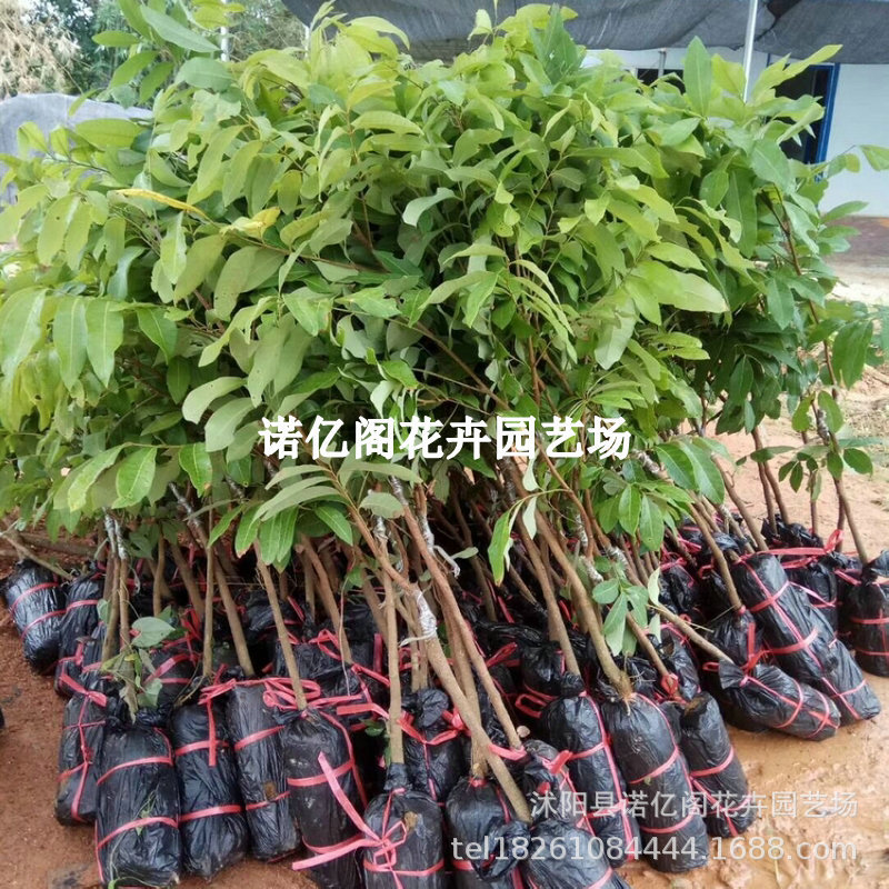 龙眼树苗桂圆正宗广西石硖储良特大嫁接盆地栽南方种植四季果树