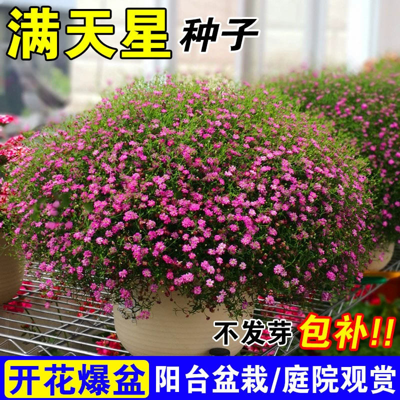 Полное звездное цветочное семя с двойным лепестком семян цветка посажено в четыре сезона