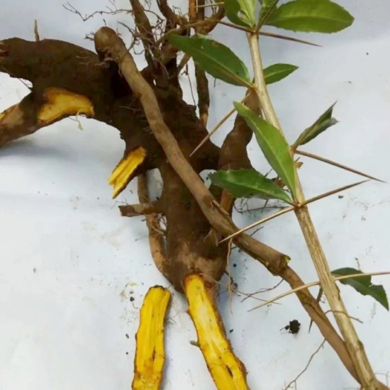 Wild Cihuanglian Sliced Berberis Root 500g Traditional Chinese Herb for Decoction and Tea specifications