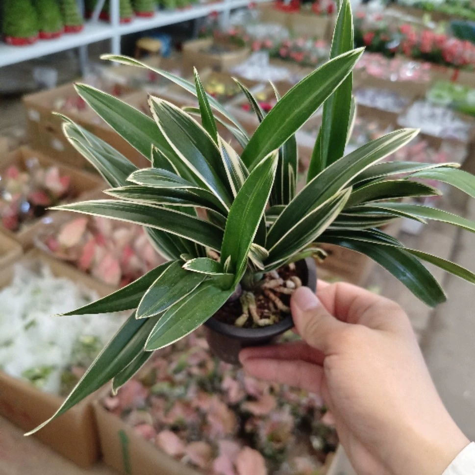 Рассада орхидей Цзяньлань, гигантский корончатый гномовый сорт с золотыми краями, горшечные растения, драгоценные сорта орхидей, цветы, маленькие зеленые растения, бонсай.