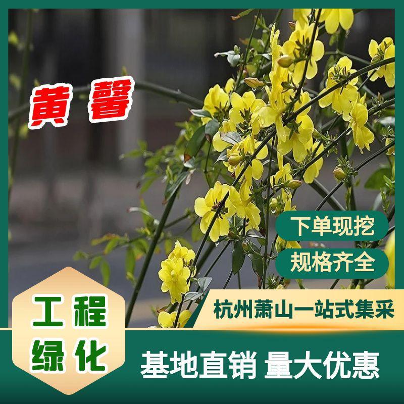 云南黄馨迎春花小苗杯苗色块毛球规格齐全基地直销园花境植物