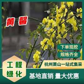 苗木直销迎春花云南黄馨毛球色块裸根杯苗绿植灌木花灌木