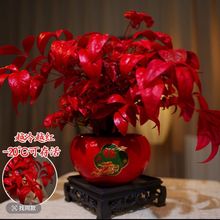 �ͺ��ֺÿ��Ļ����������������Ї��L�����҃�����һ���������l